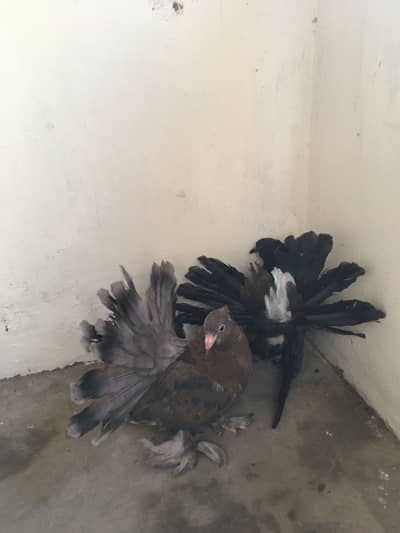 American pair chicks