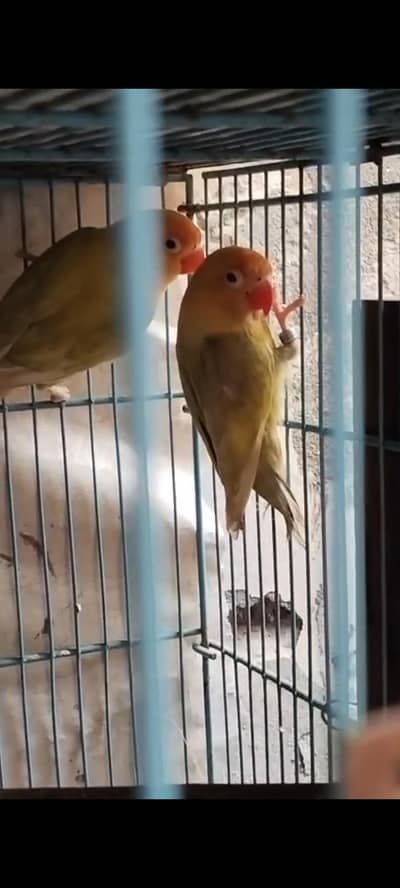 Parblue opline palefellow