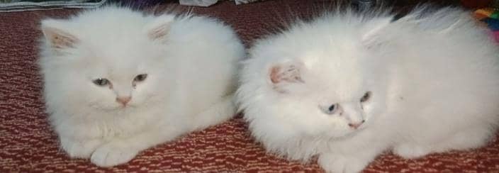 Persian cat pair
