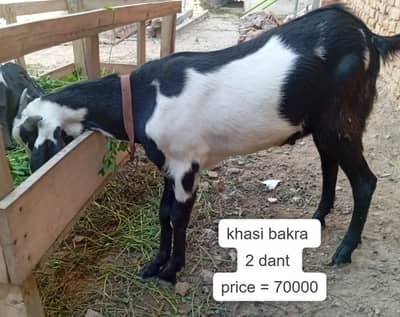 Desi goat | Goat | bakra | sheep | Breader | khasi | bakry | بکرا