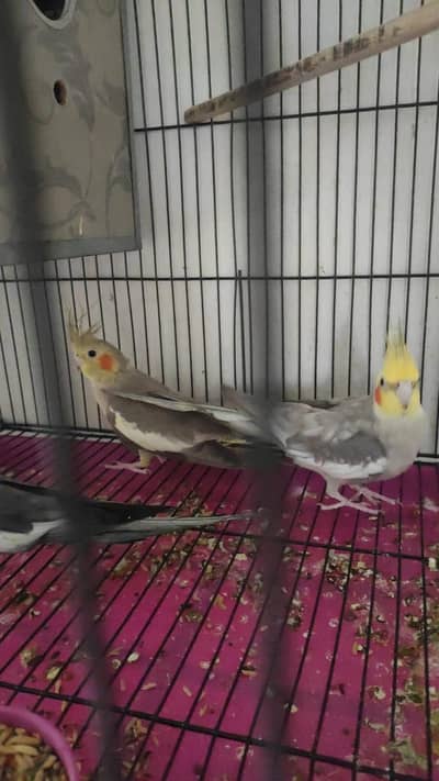 breeder pairs. . available. . price mai kami ho jhy ghi