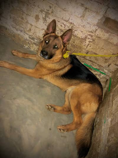 German Shepherd Dog for sale WhatsApp num 03204610031