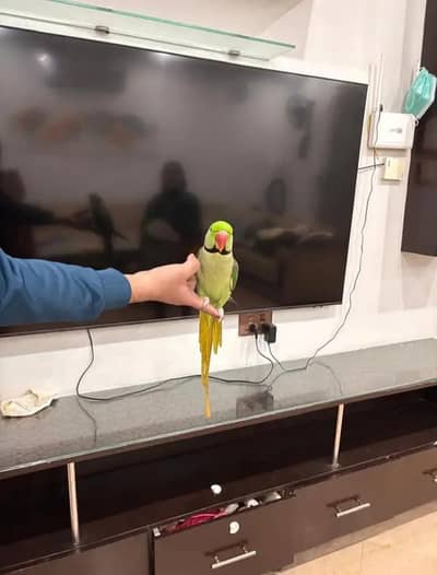 Kashmiri raw parrot for sale