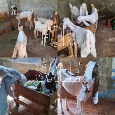 Goats For Sale