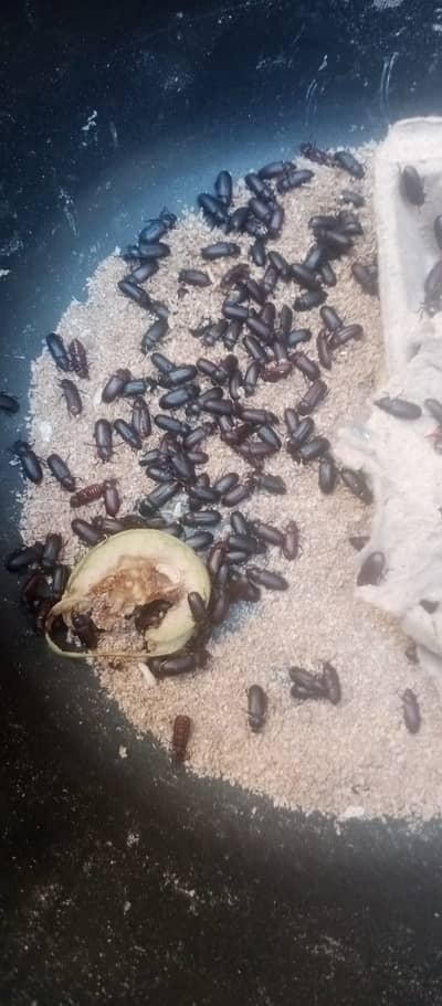 Meal Worm live for birds