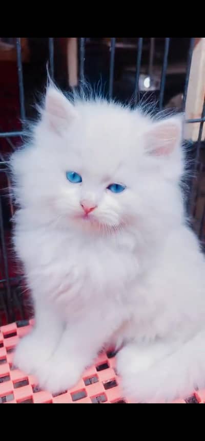 Quality Persian Punch face cat & kitten is 03233614642 WhatsApp