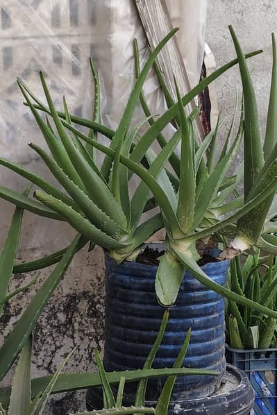 Aloe Vera Plant