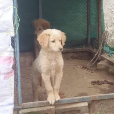Selling Golden Retriever Dog