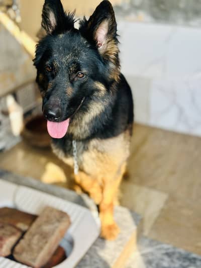 Breeder female gsd 70k only serious buys msg me 0321……. . 7044887