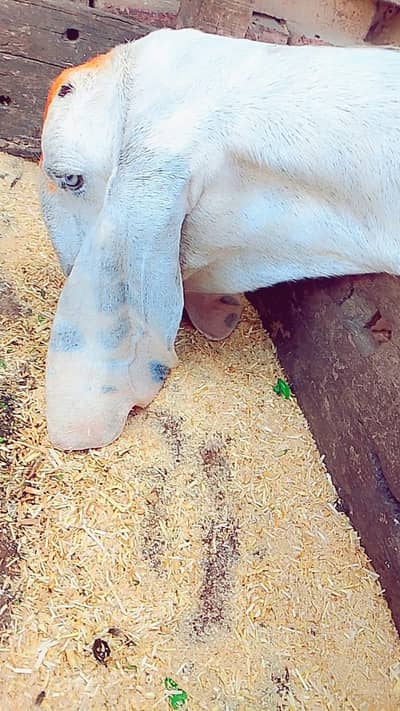 sasti bakri 03291516329