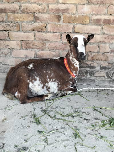 Barbari 6 dant path sath 2 females