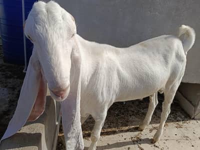 فریش چار دانت ایک نمبر گلابی بکرا