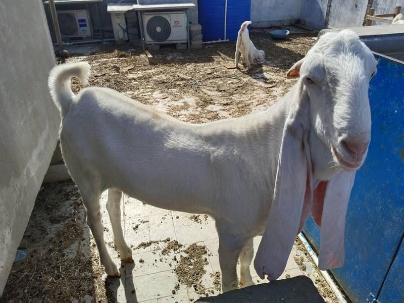 فریش چار دانت ایک نمبر گلابی بکرا 1