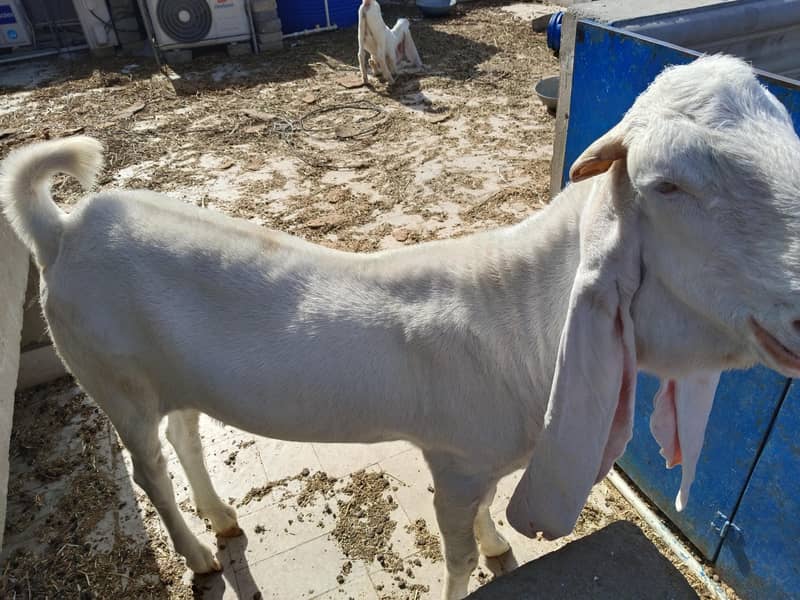 فریش چار دانت ایک نمبر گلابی بکرا 2