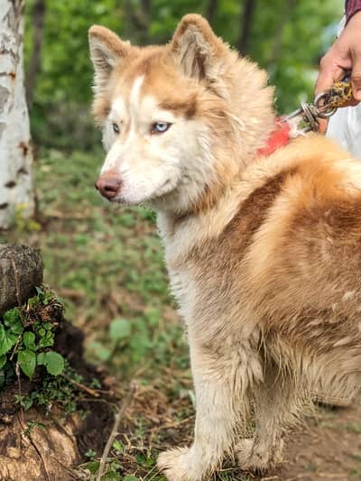 Siberian husky Female
