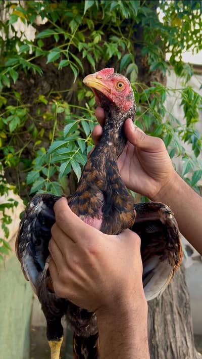 0317.968. 2115 quality Wala male han 3500 ka aik ha