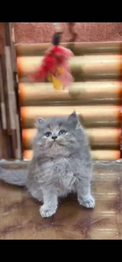 Quality Persian Punch face cat & kitten is 03233614642 WhatsApp