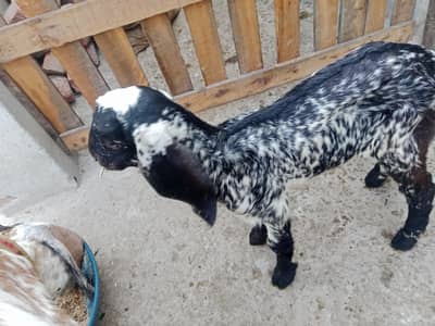 bakri sor seal 3 bacho wali do bakry hi