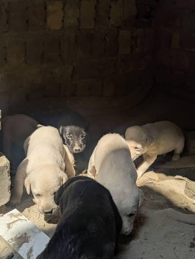 Labrador puppy(03071069008)