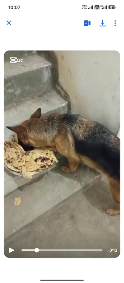 garman shaft breeder female stock coat