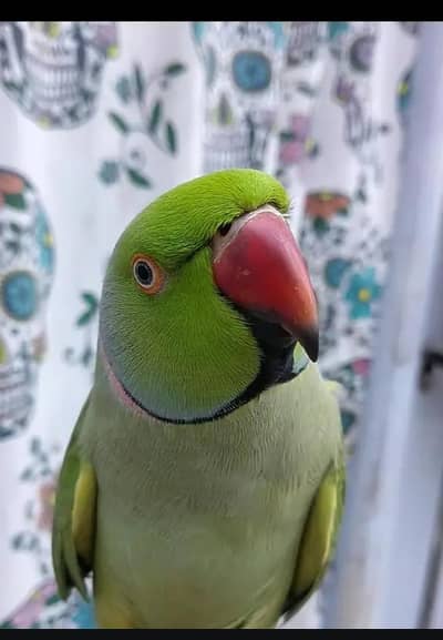 tame face to face talking pair