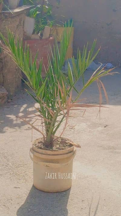 Arabic dates plant