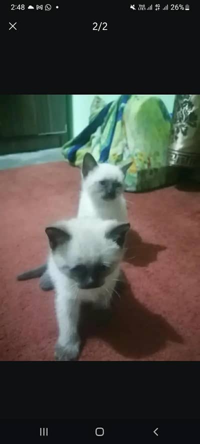 Siamese cats