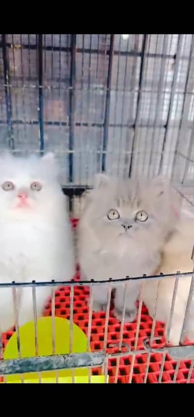 Quality Persian Punch face cat & kitten is 03233614642 WhatsApp