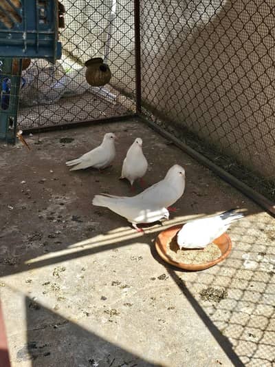 Pearl Crown Pigeons For Sale!!