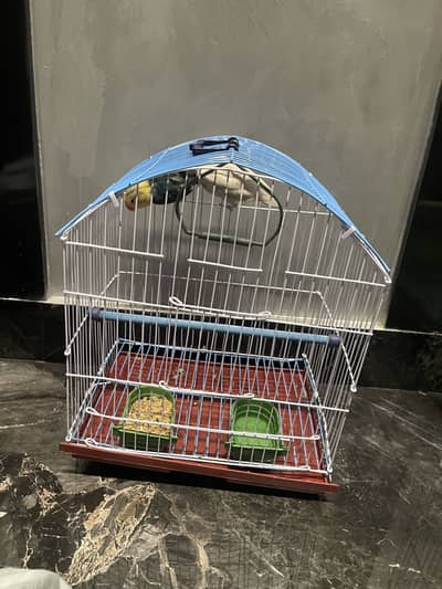 Love Birds Pair With Brand New Cage