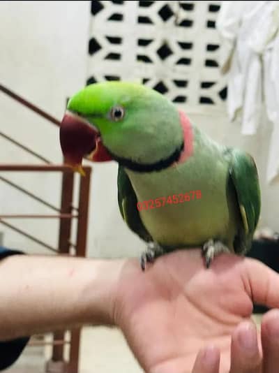 Kashmiri raw parrot for sale