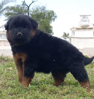 German Shepherd puppy for sale