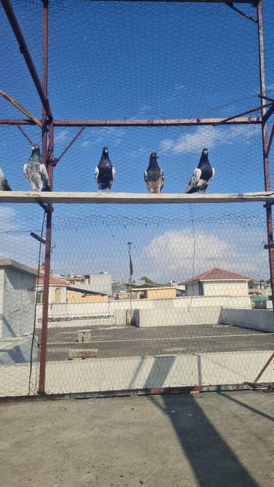 breader pair for sale