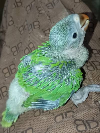 green parrot baby green parrot chick talking parrot chicks