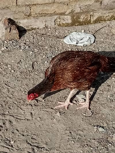 High quality Aseel hen for sell ll hen for sell