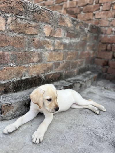Labrador puppy