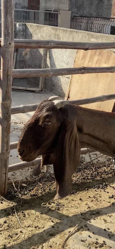Female Goat Pure desi home breed