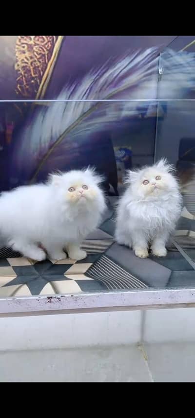 Quality Persian Punch face cat & kitten is 03233614642 WhatsApp