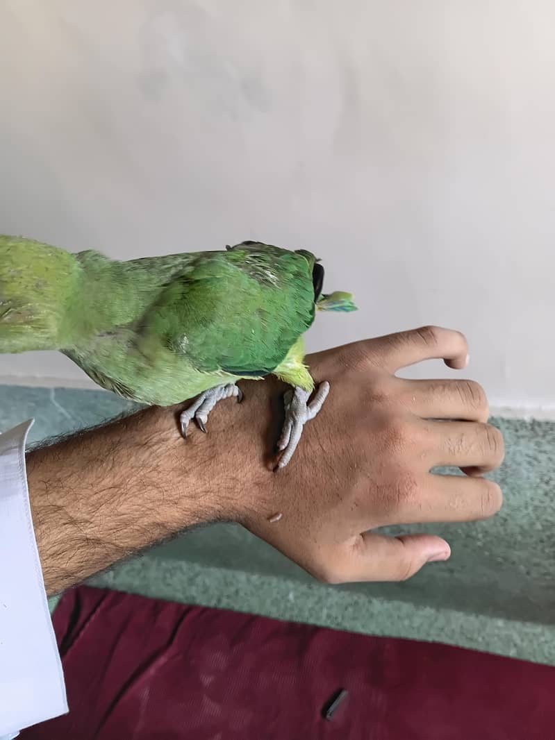 green ringnick chick 1