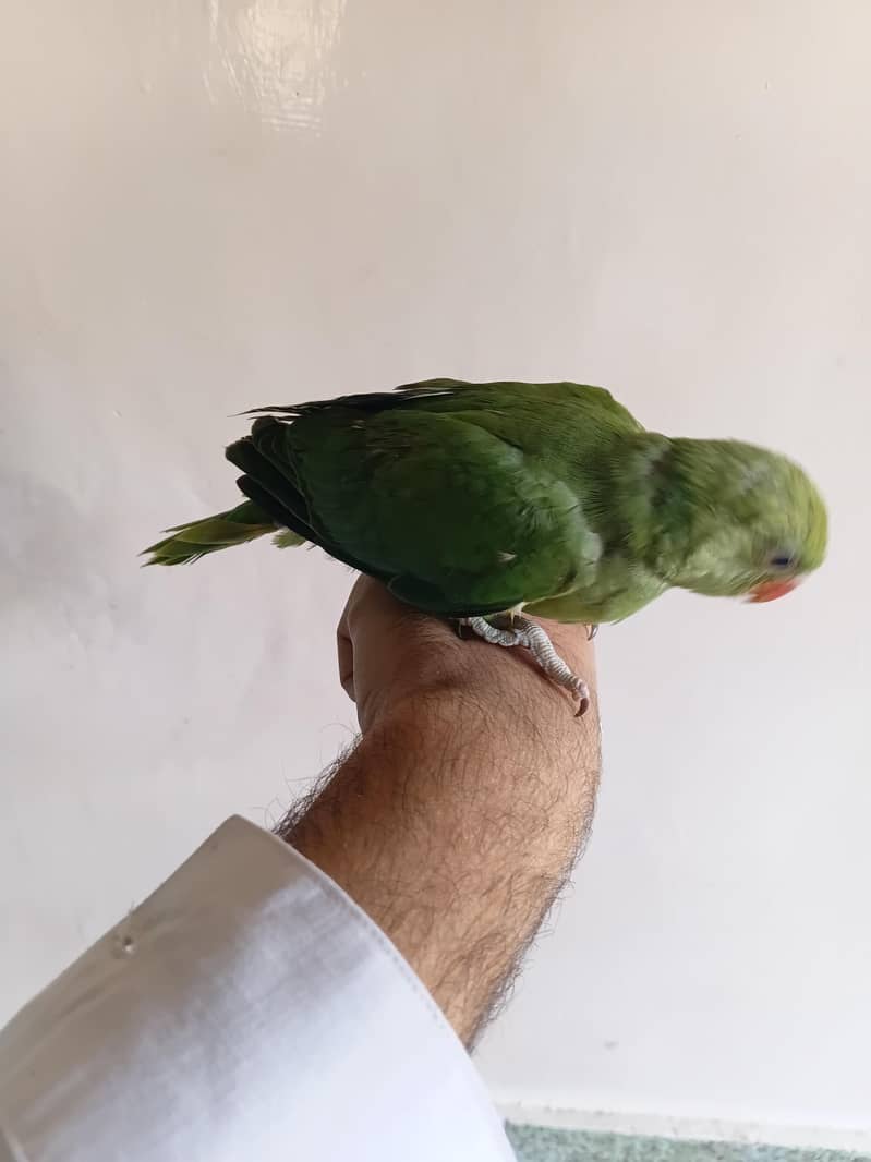 green ringnick chick 2