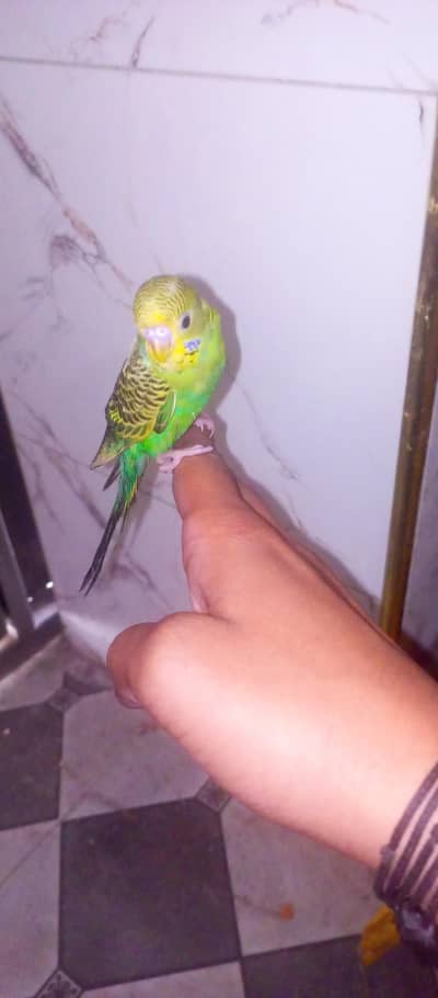 hand tame bird for sale