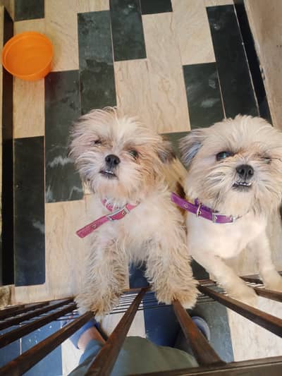 Shitzu Pair Up for sale