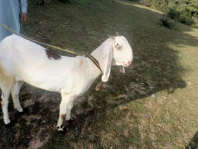 goat sale bhout achi nasal ke ghr rakhny kelye 03450755765