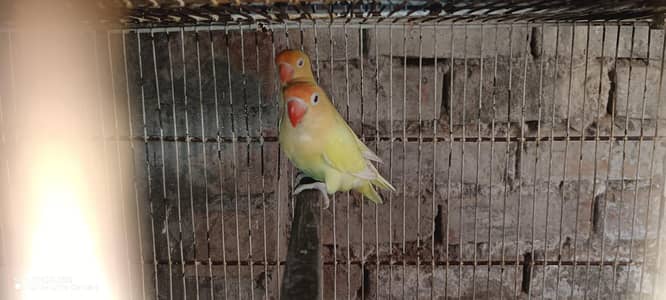 03334357445/030087536927 love bird and cage for urgent sale
