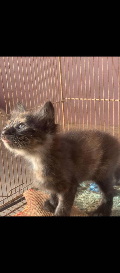 Persian double coated kittens