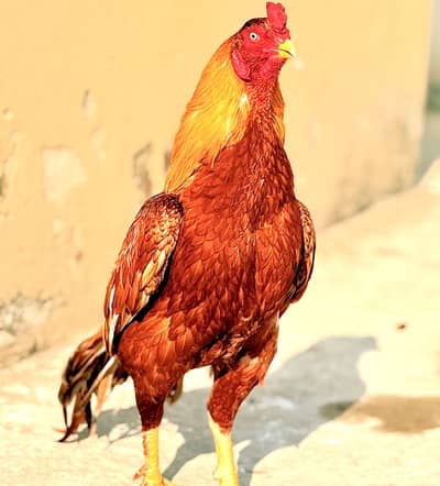 MianWali aseel Parmoz  homebreed breeder