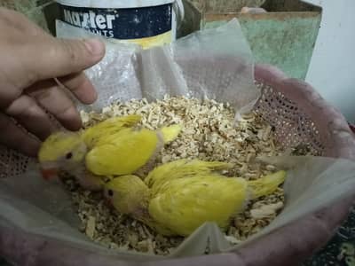 Parrots | Yellow Parrots | Yellow Parrots Chicks For Sale