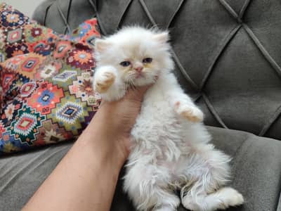 Persian Kitten Female | 50 Days | White Flame Point | Karachi