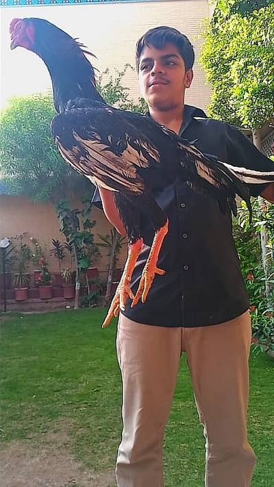 Black Oh Shamo Chicks Avaliable And Some Mix Pigeons