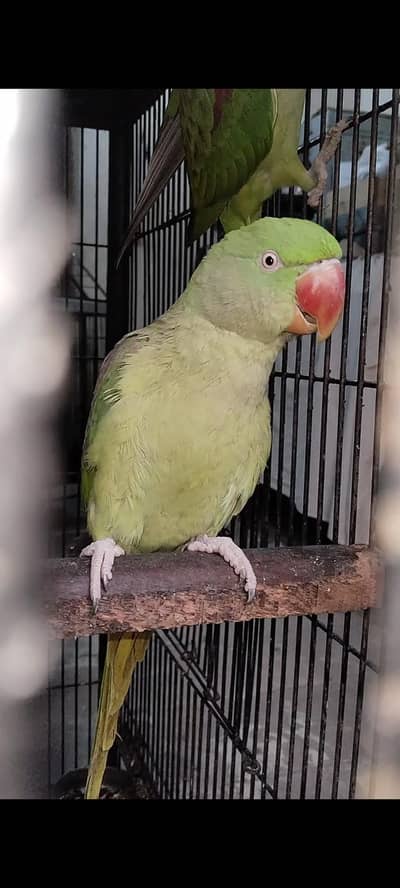 Raw pair talking Rs 32500